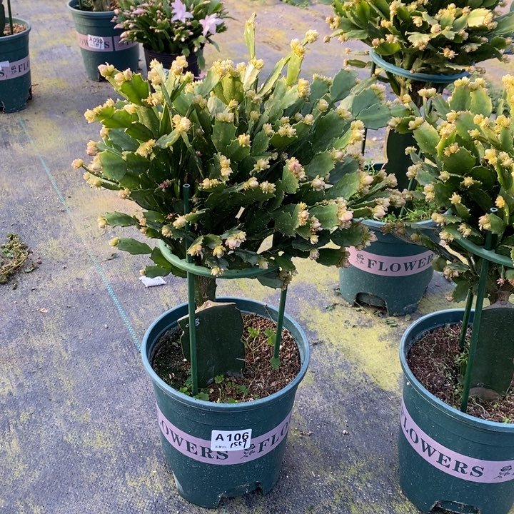 当前无花栽培后可以开花芙*花106嫁接028