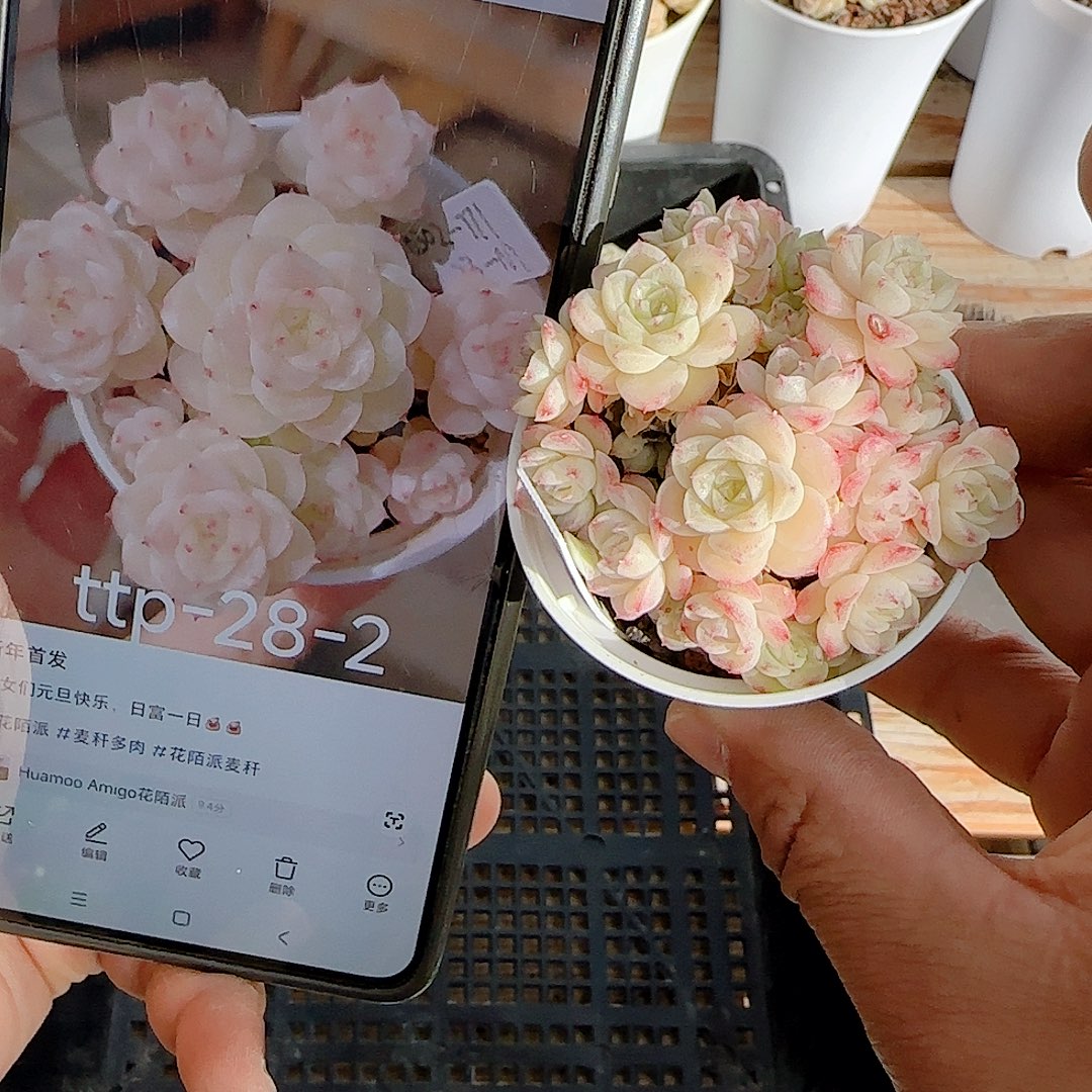 安****1228-62（ttp-28-2）优选