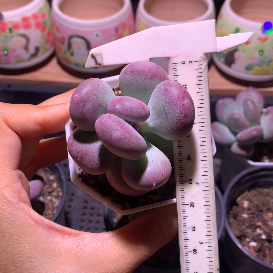 叶片有消耗 不凑满28元发一片叶 不售后 到付