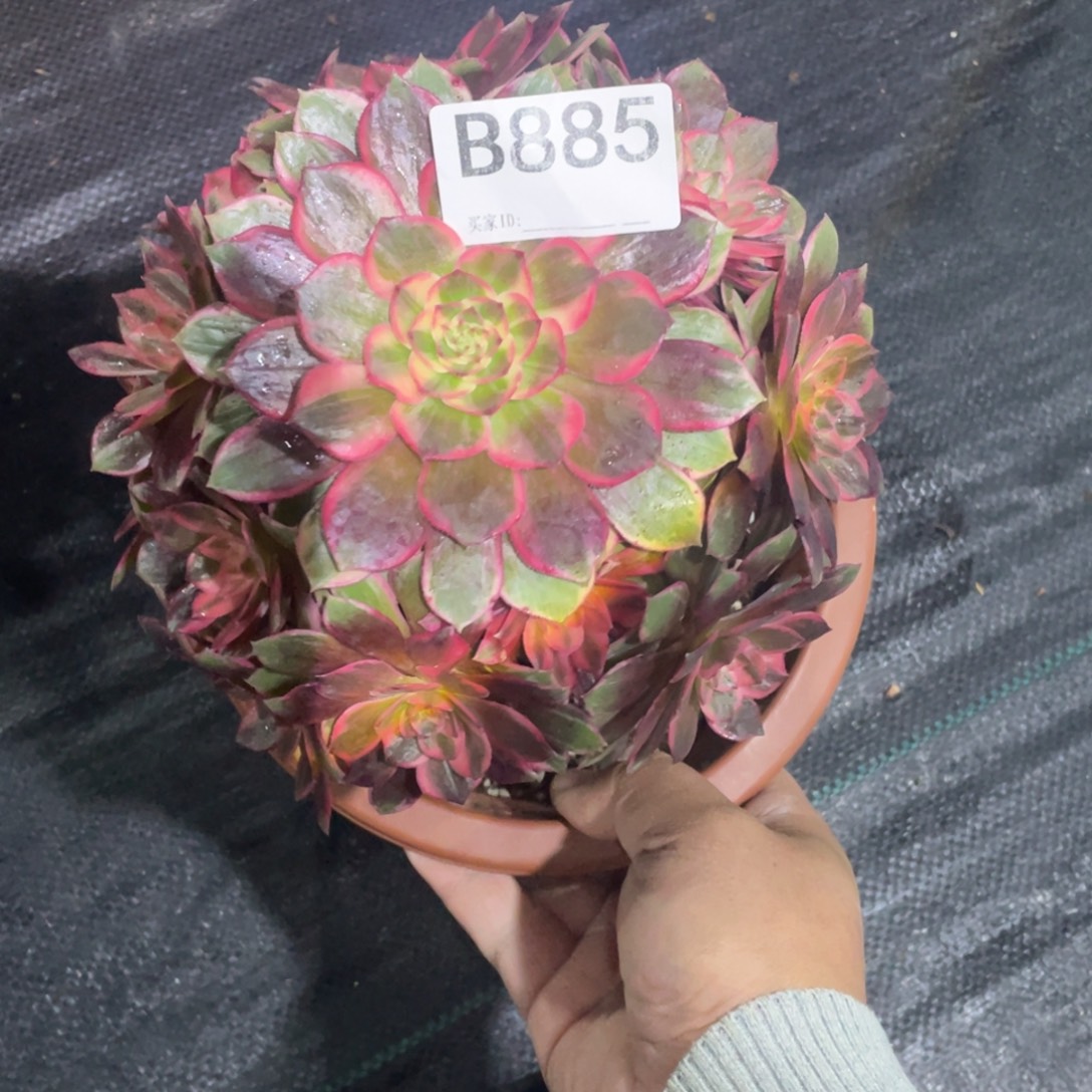 丁***黑魔锦法师。    885