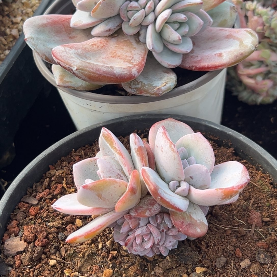 两个 新年快乐 新年快乐