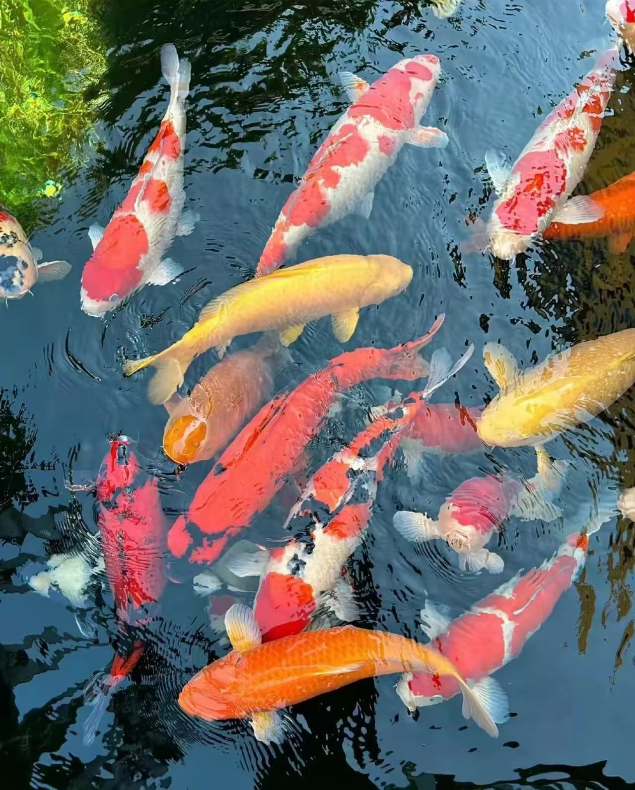 纯种锦鲤活体冷水观赏鱼红白三色好养耐活适合养殖