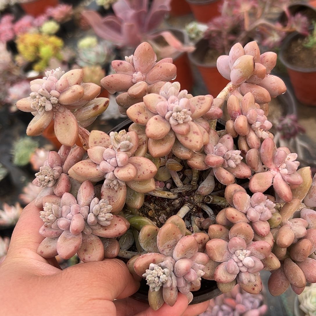 多肉植物多肉植物