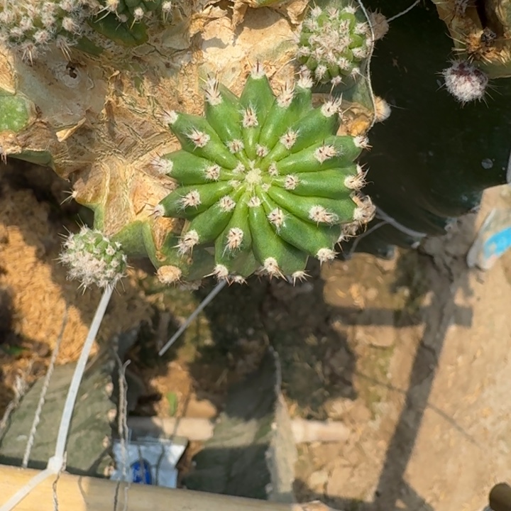 369丽花橙喉歪3公分左右无根侧牙，20包邮