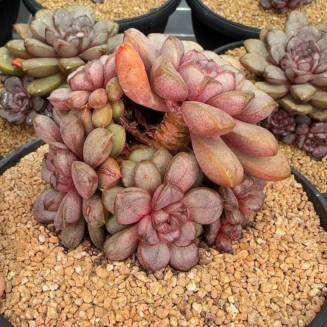 从前慢花园精选葡萄小