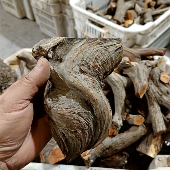 毛***）香榧木崖柏原叉崖柏原叉崖柏