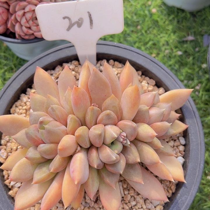 健健康康平平安安