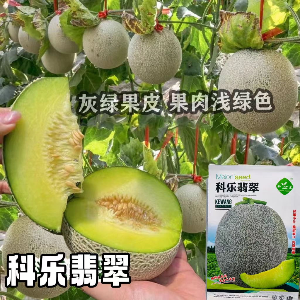 哈密瓜种子科乐翡翠香瓜网纹甜瓜种籽露地大棚甜瓜种籽脆甜多汁
