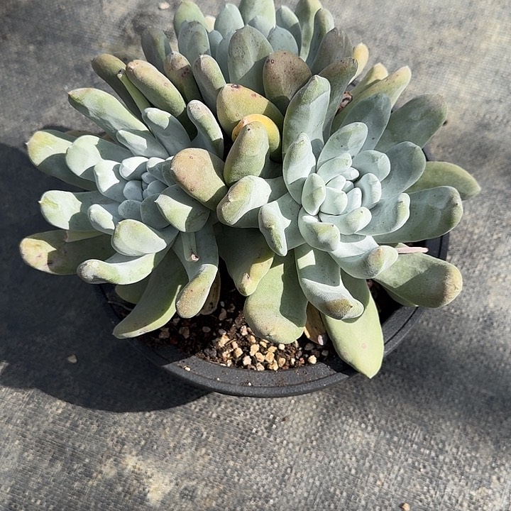 不*弃拇指哈哈哈哈哈哈哈多肉