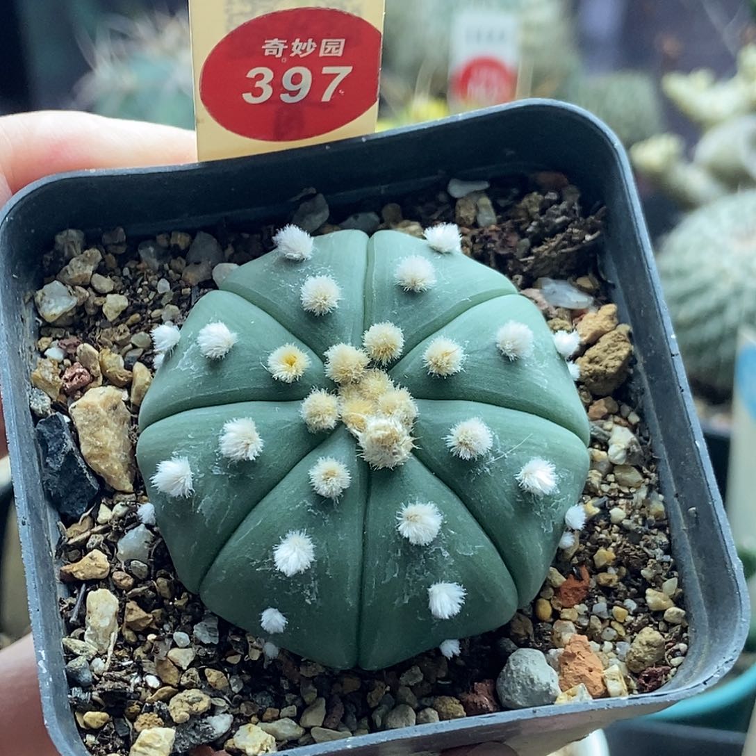 实生高绒指纹兜锦一颗仙人球