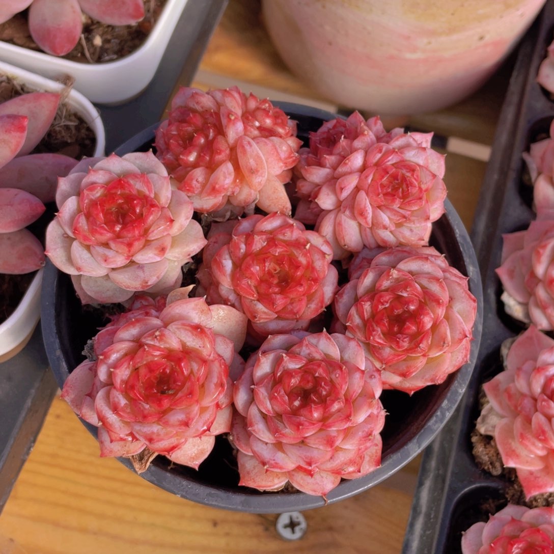 量拍72号 糖心天鹅绒单头双头混发7个