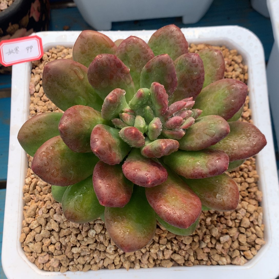 用***寒塔尔萨0000000000