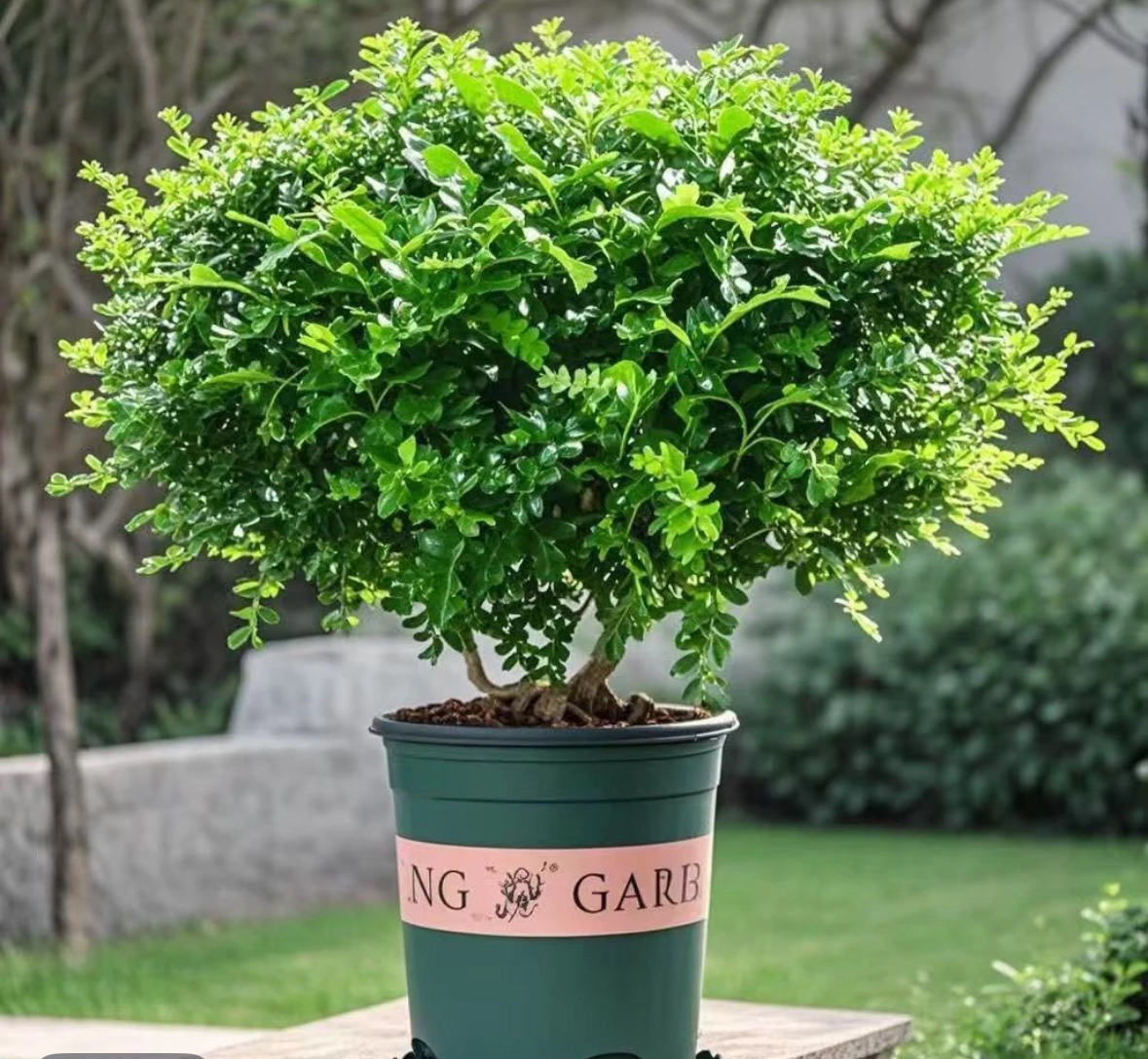 清香木，驱虫绿植去异味家庭室内绿植盆栽金枝玉叶栀子花夜来香