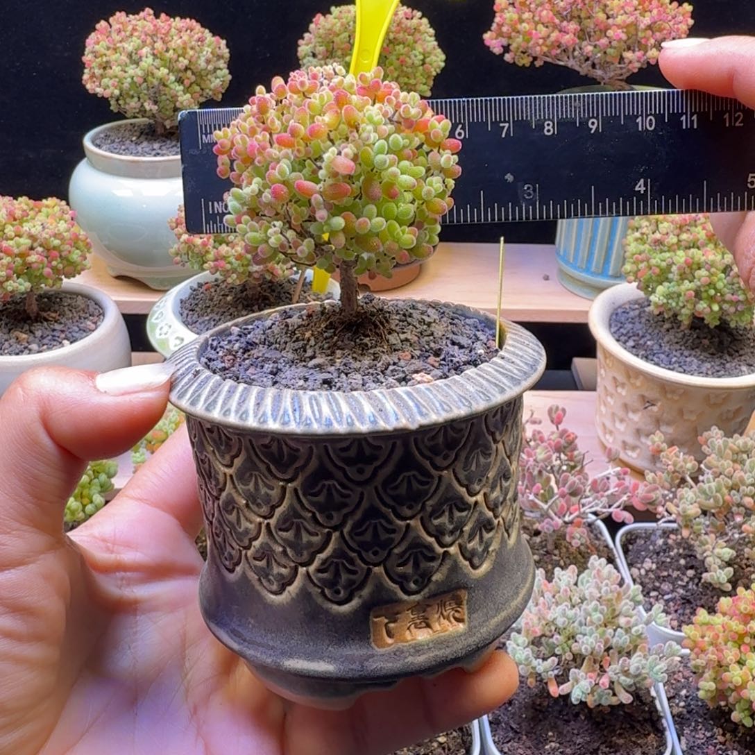 a318号蜜橘冠服5.5厘米左右带盆发