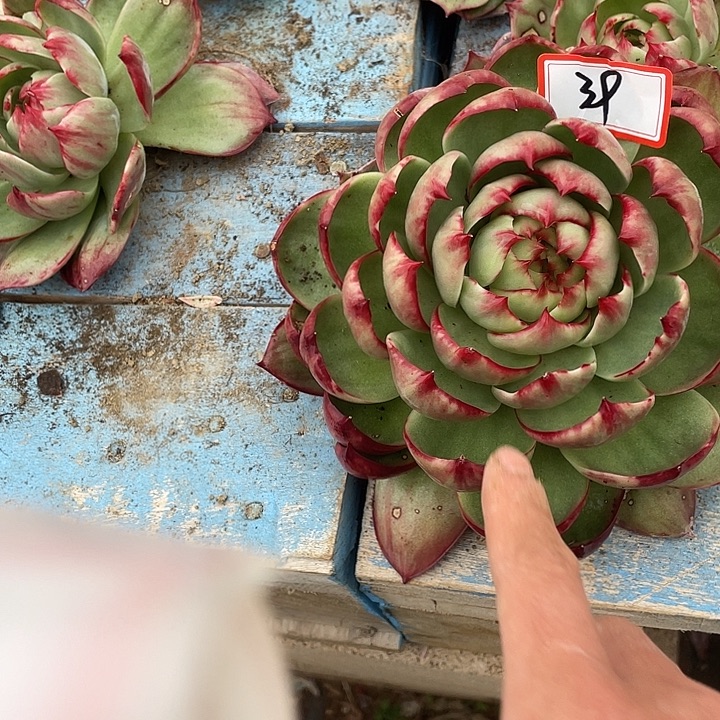 雨***莹39/////////////：///