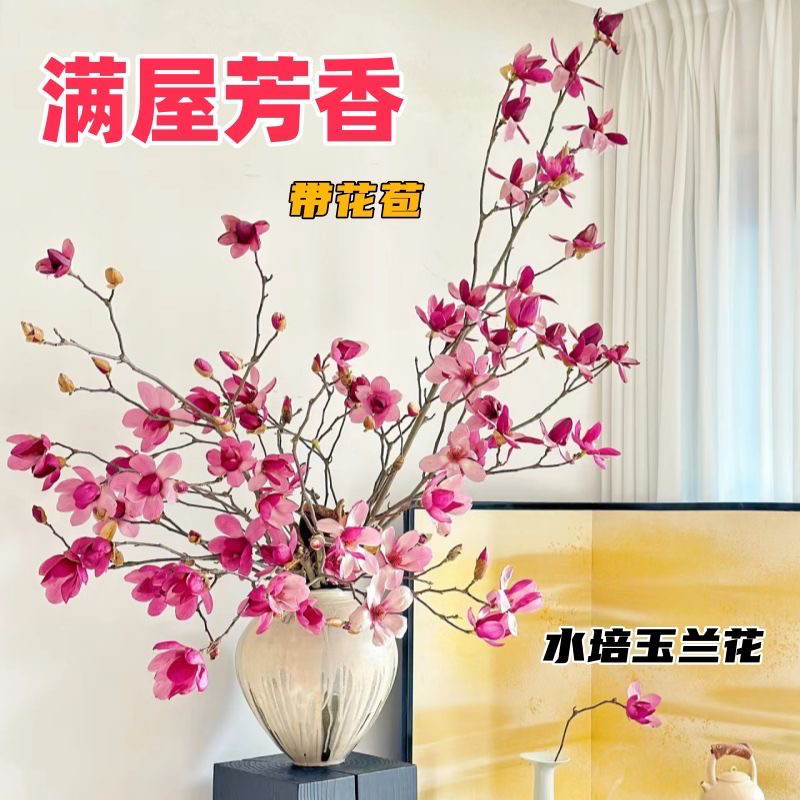 AA级紫玉兰鲜切枝带花苞水培干枝室内好养开花大香花卉直发