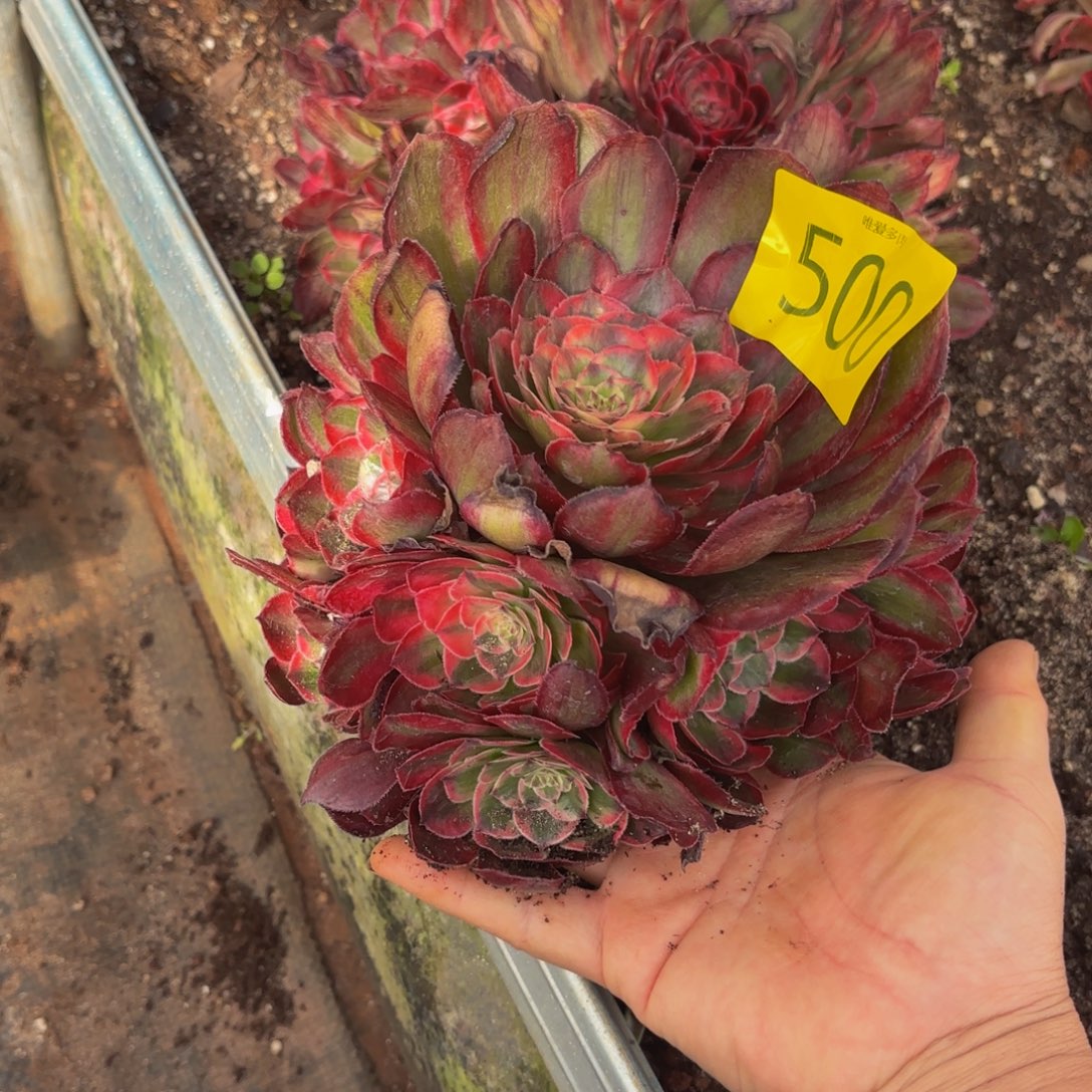 哈哈多肉葡萄福利500