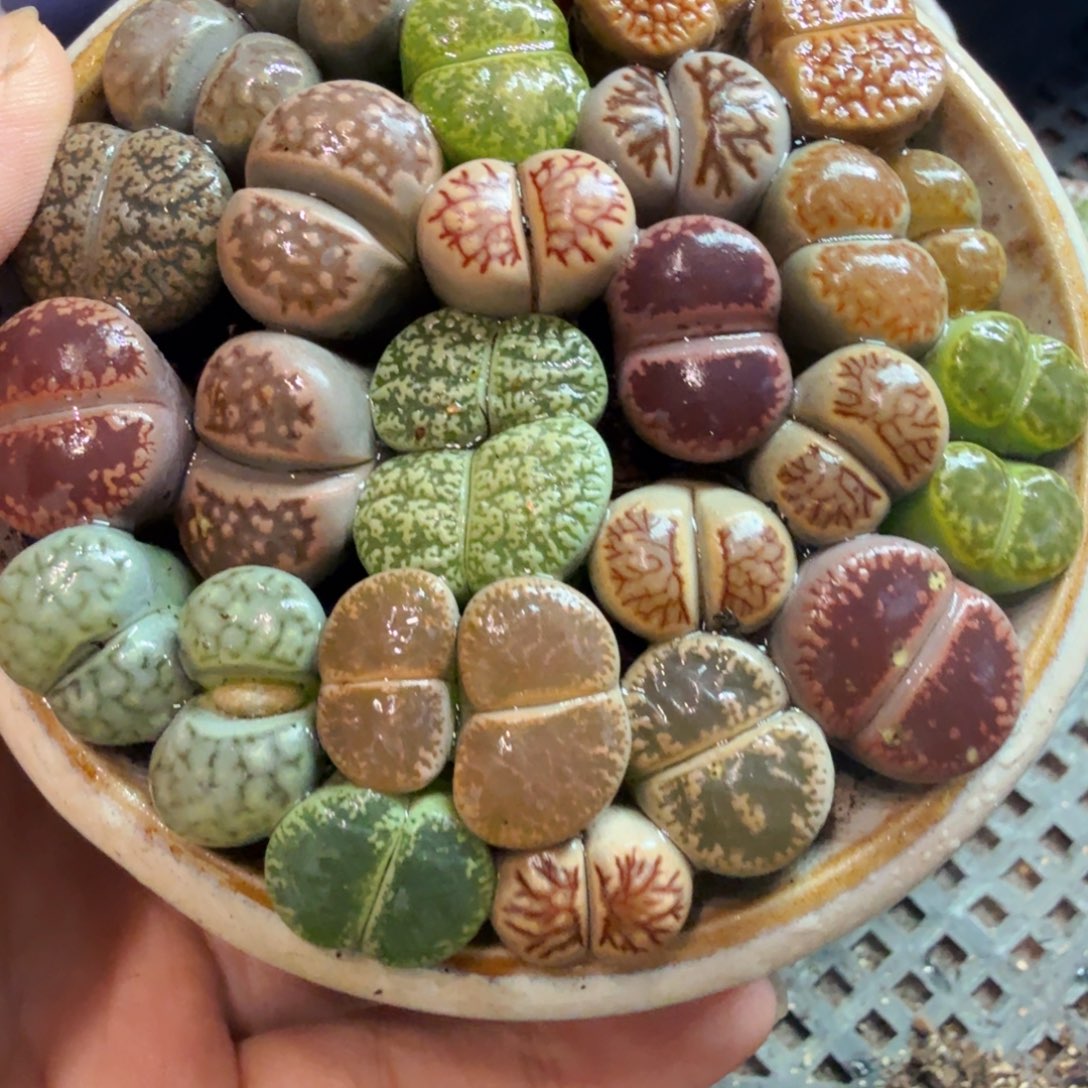 多肉福利带盆带土冲679