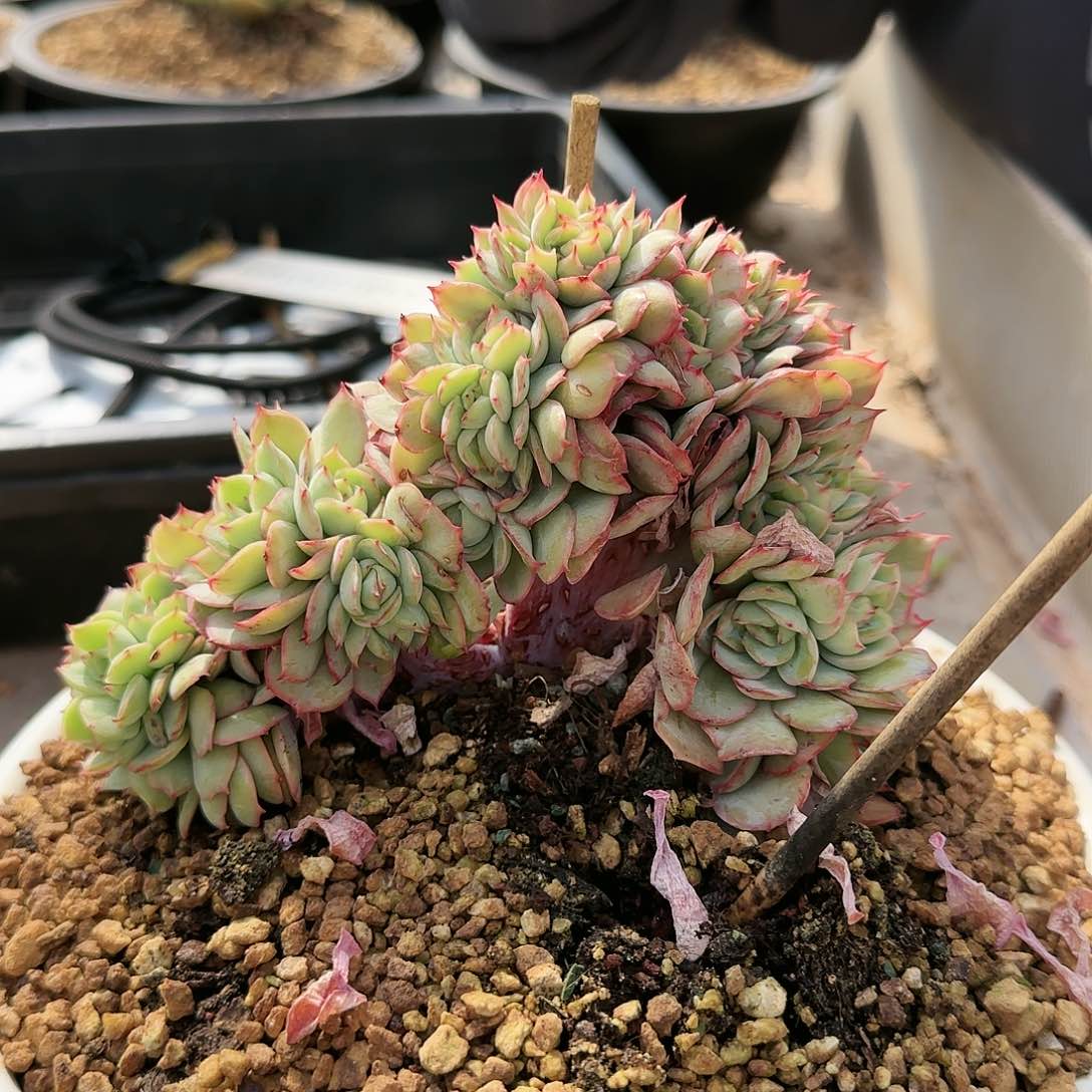 5020号牡丹亭缀138         肉