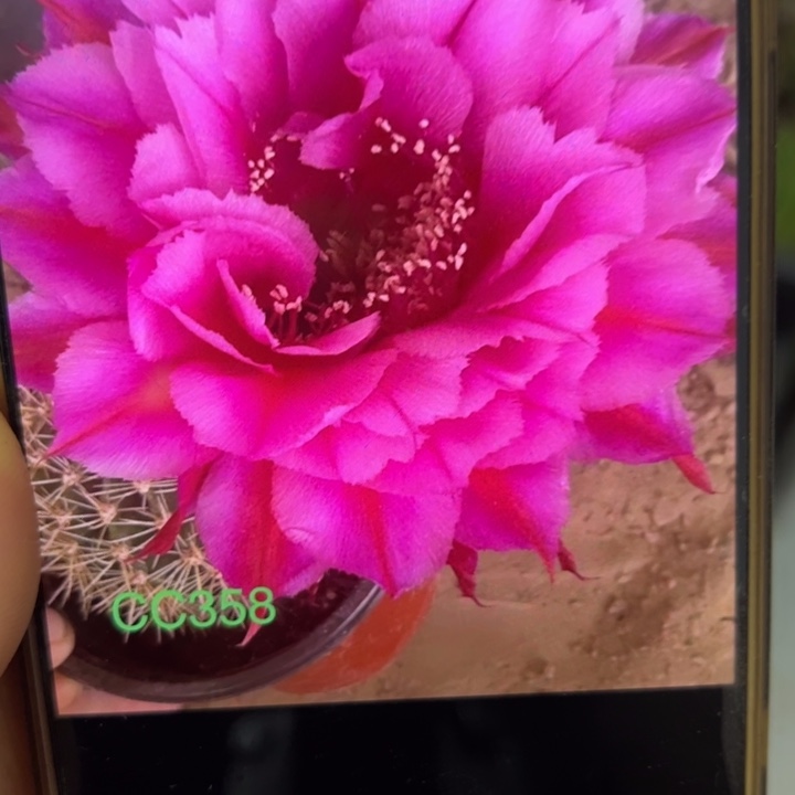 仙人球侧芽歪cc358