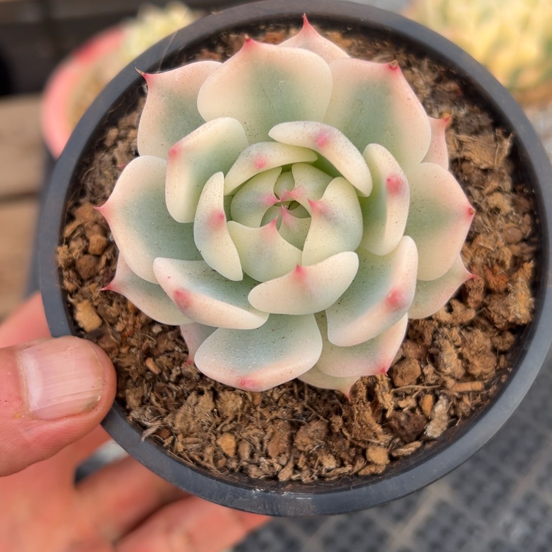 淘多肉吉娃娃锦一个