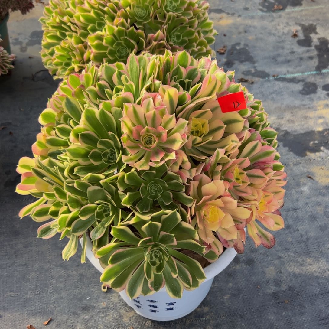 12炖肉植物发货白凤