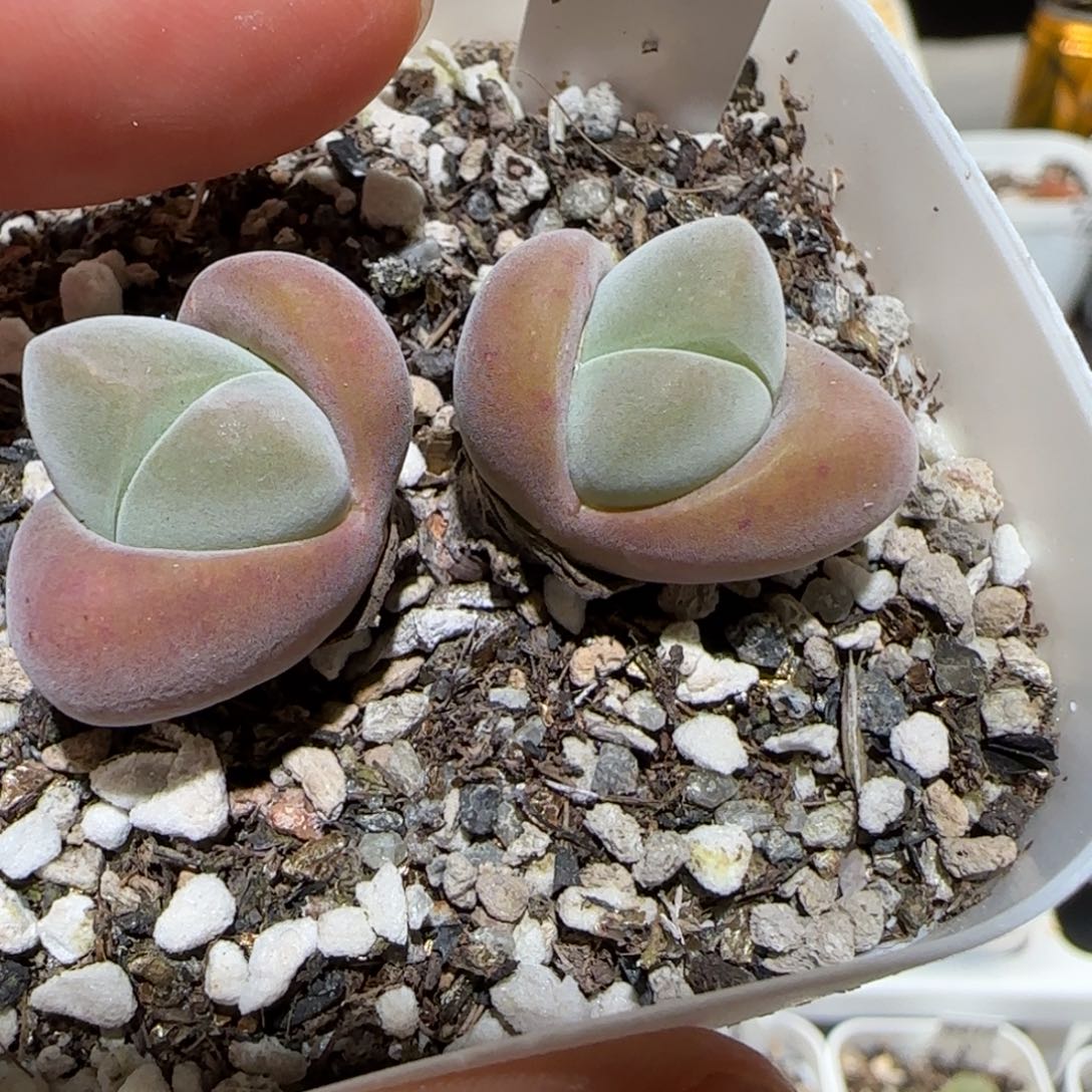 肉锥多肉植物百科-1699