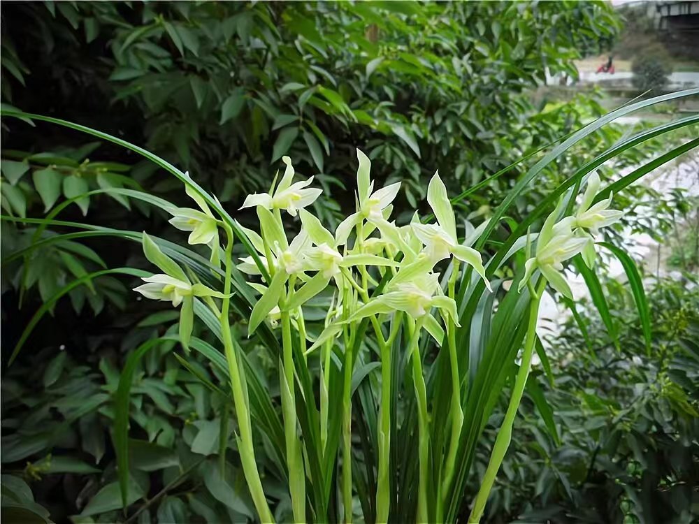春剑隆昌素   绿花素心