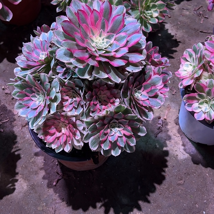 多肉植物孔雀霖00125