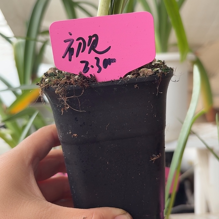 无花朵初见朱顶红直径2.3