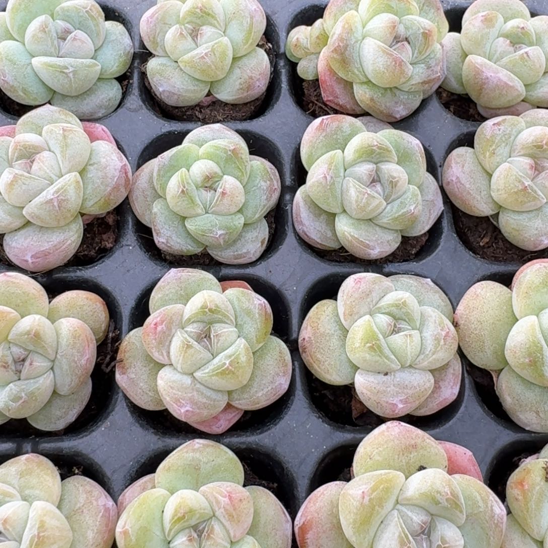 85号到手6颗，江北多肉