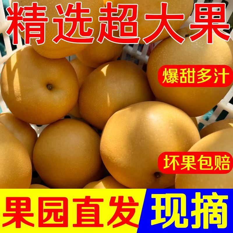 梨子新秋月梨原产地发货正宗秋月梨产地新鲜爽口脆甜多汁大果