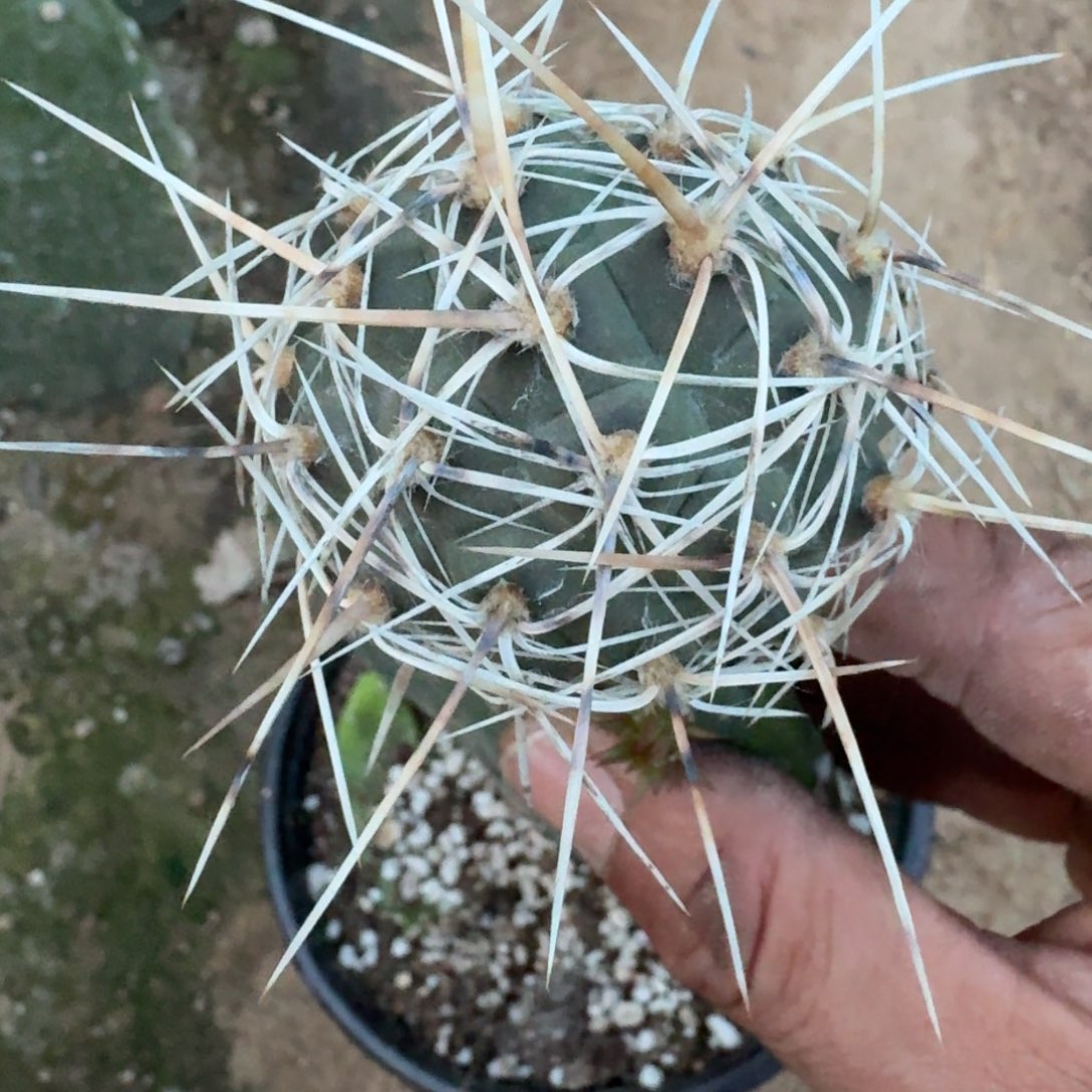 【闪购商品】原产地狮子王习志野