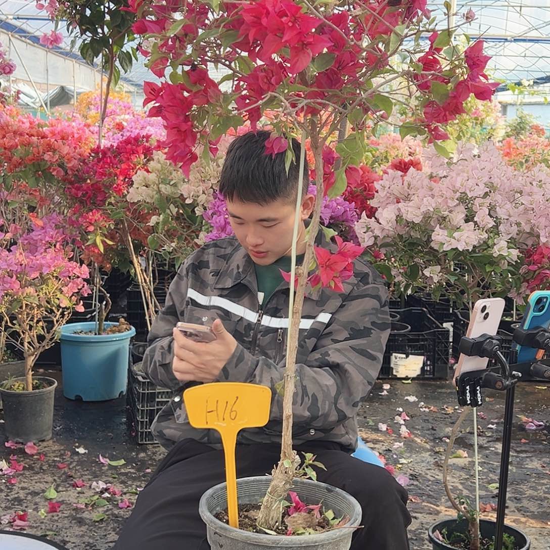 春***里大部分花苞少量开放H16酒红桑巴