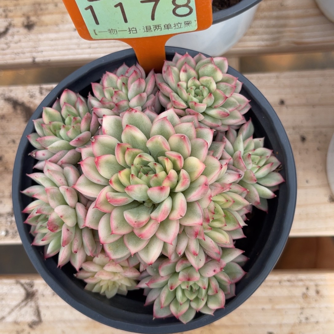 云尘多肉一物一拍1178