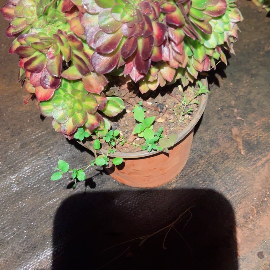 2053 号多肉植物法师新年福利 