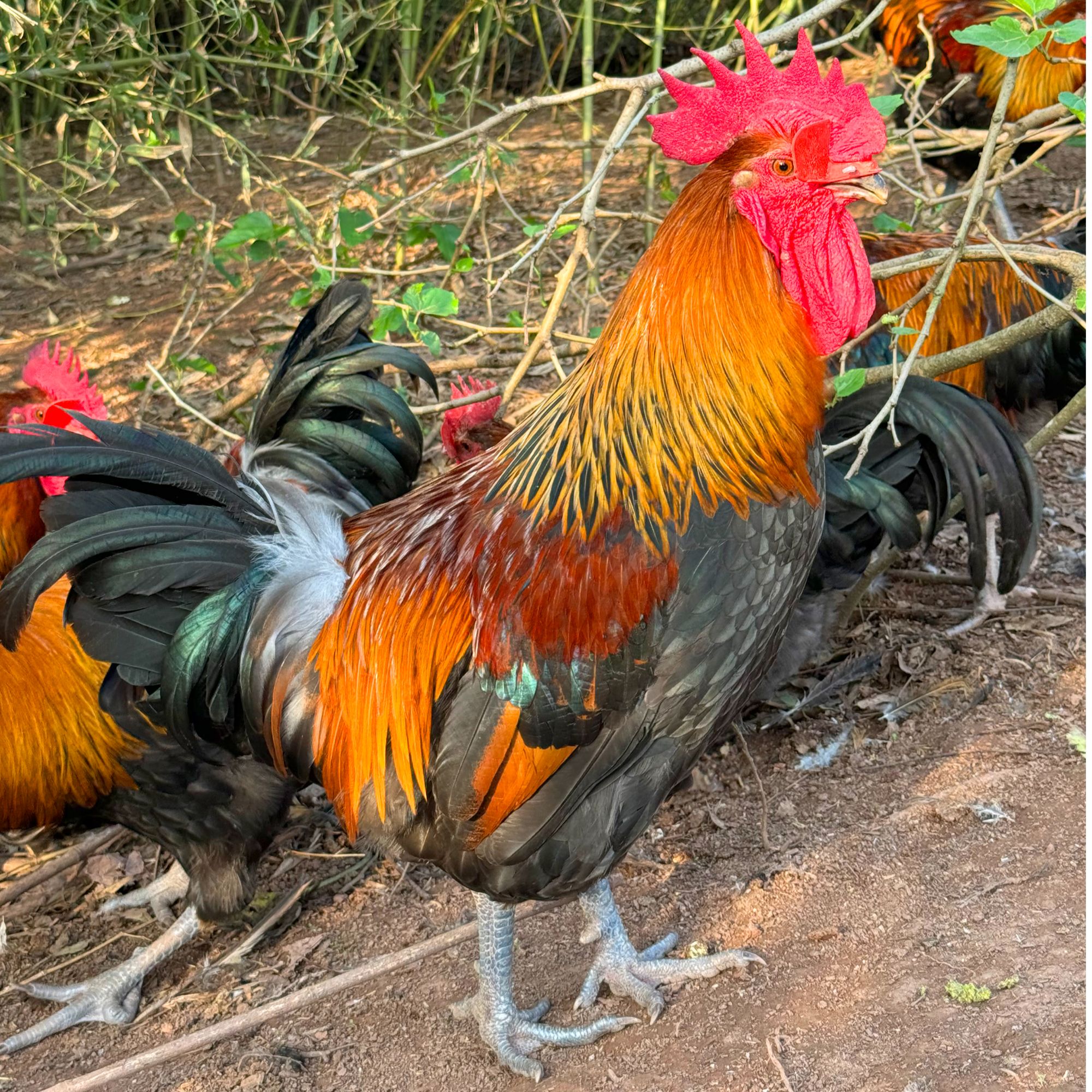 【一只装】一号仔公鸡散养红烧好吃青年土公鸡