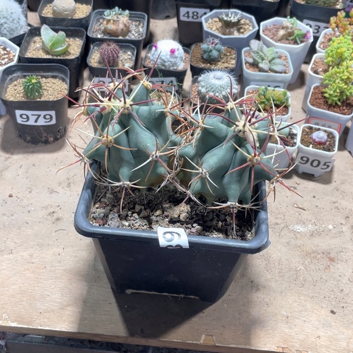 685实生超大双头姜守玉