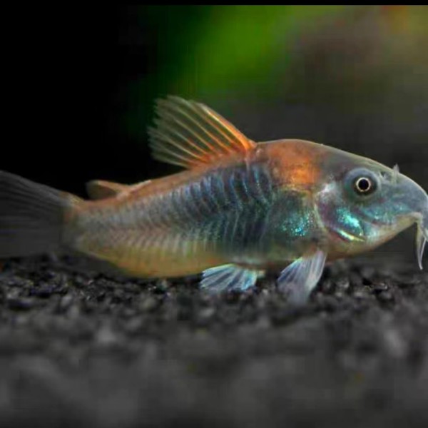 铭彩水族 委内瑞拉青鼠  观赏鱼 工具鼠鱼 清洁鱼