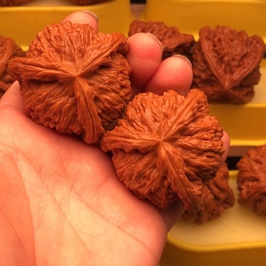 鱼***儿核桃核桃核桃核桃核桃