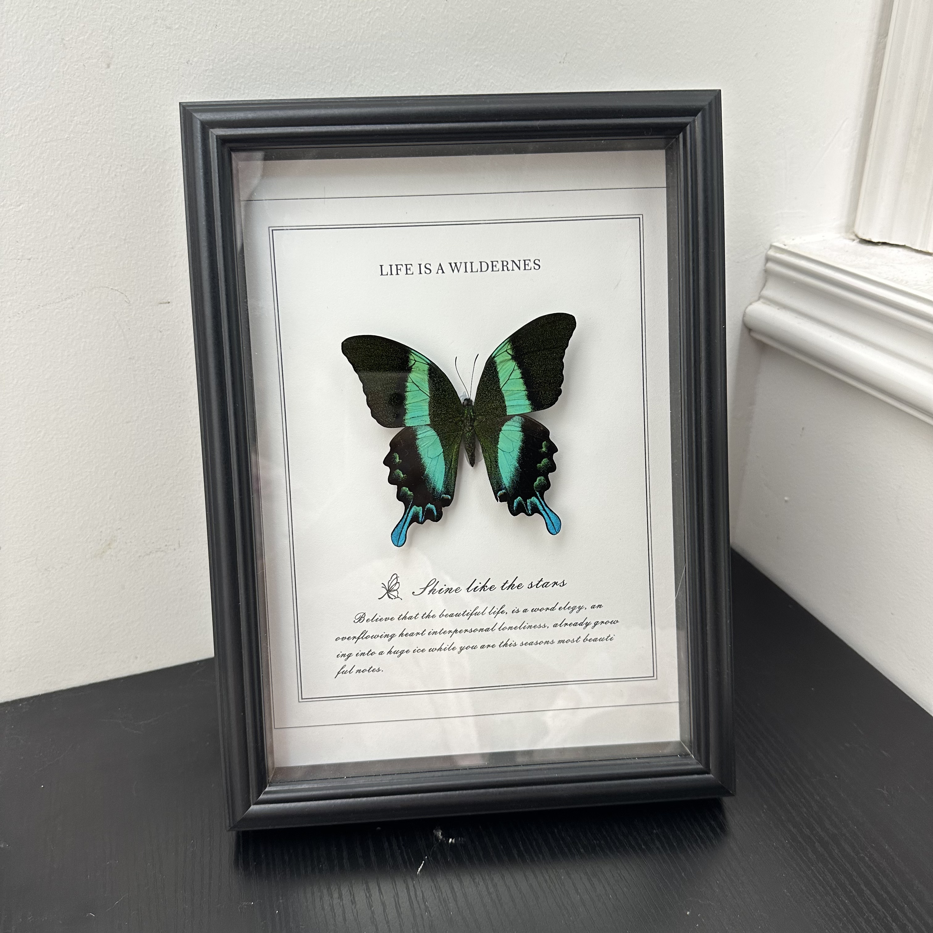 爱神凤蝶 真实蝴蝶标本 A4相框