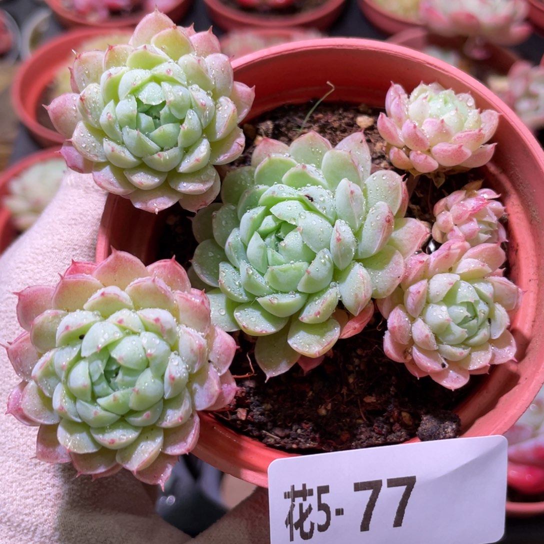 花利美5-77羊脂球