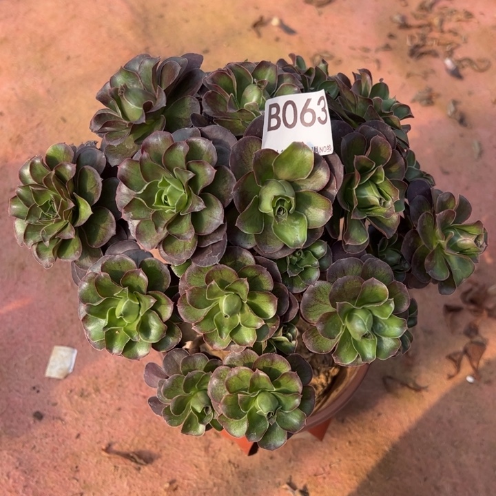 魅金多肉植物063.