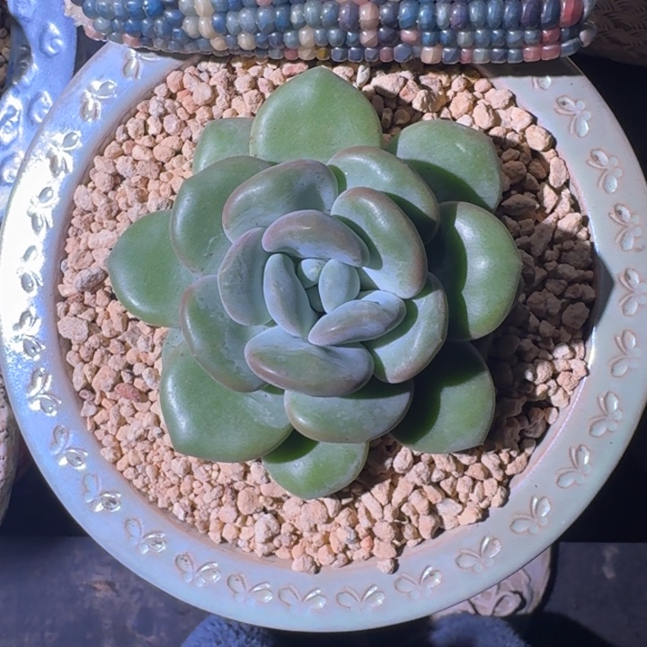 芒果冰 单头  一物一拍