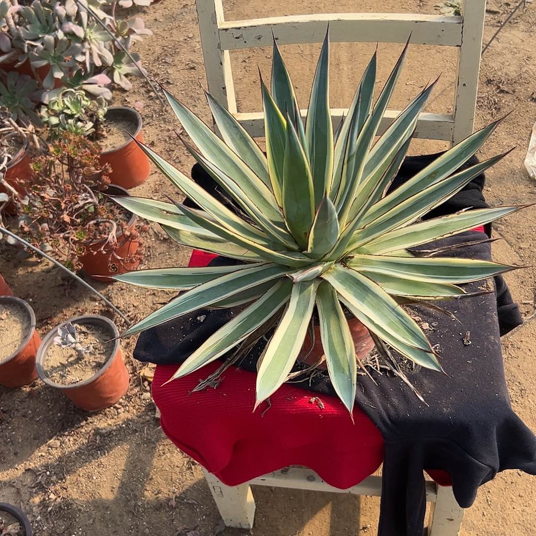 多肉植物蓝光龙舌兰