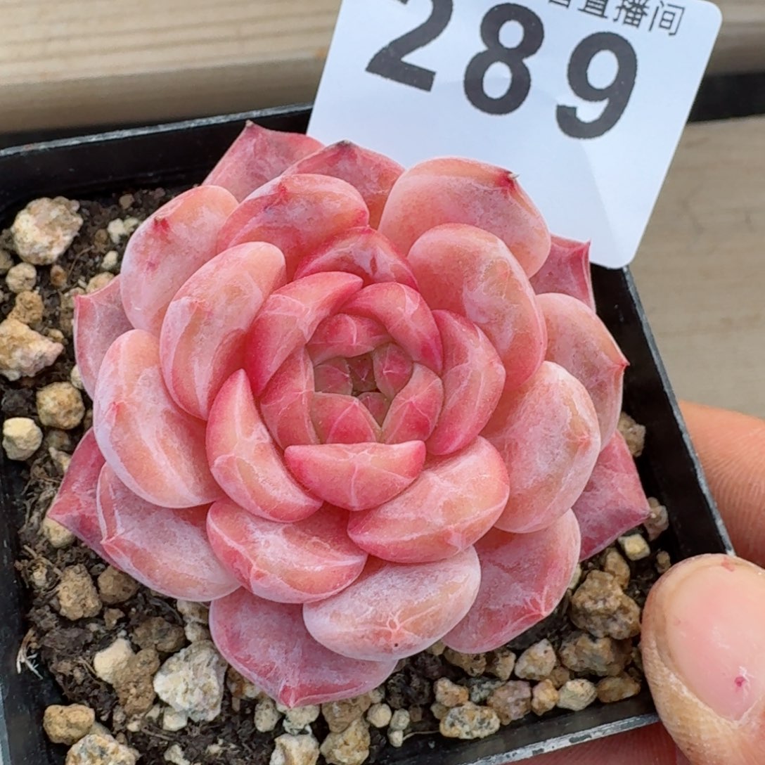 冰魄         多肉植物