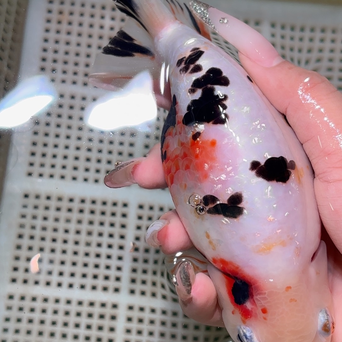 王***️金鱼拍包装包邮，不拍包装运费到付