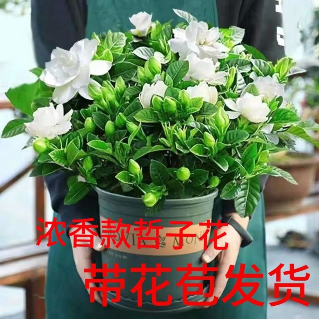 栀子花盆栽四季开家养花卉植物室内花好养活大树苗适合秋冬养的花