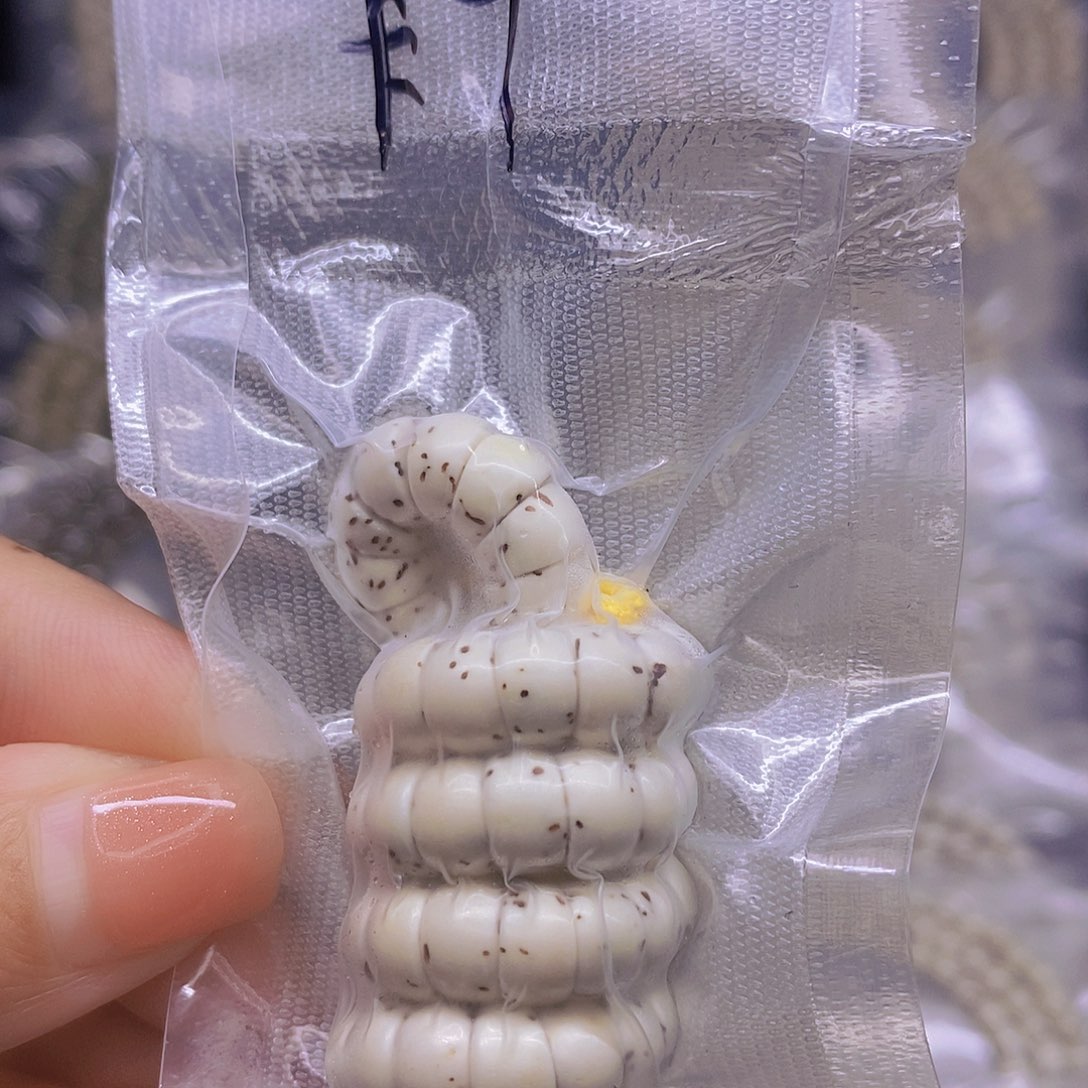 手串星月菩提星月菩提