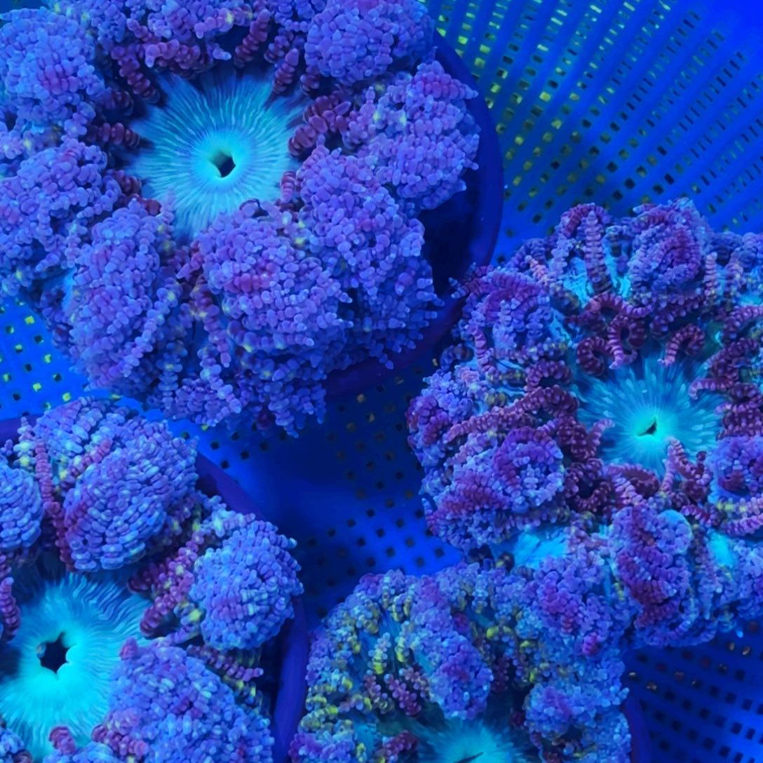 J***u纽扣珊瑚地毯一颗